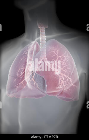 Illustrazione che mostra i polmoni entro il torace. Foto Stock