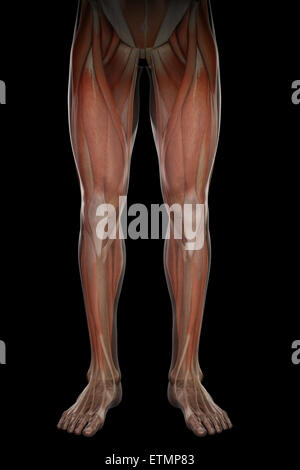 Illustrazione che mostra la muscolatura e struttura scheletrica delle gambe, visibile attraverso la pelle. Foto Stock