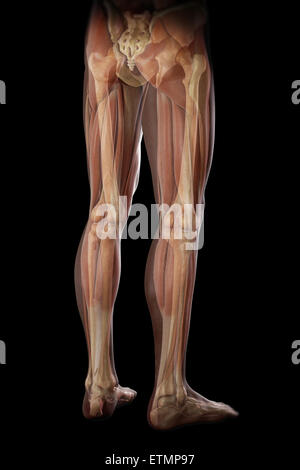 Illustrazione della muscolatura e struttura scheletrica delle gambe, visibile attraverso la pelle. Foto Stock