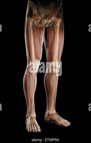 Illustrazione della muscolatura e struttura scheletrica delle gambe, visibile attraverso la pelle. Foto Stock