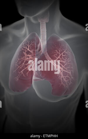 Illustrazione che mostra i polmoni entro il torace. Foto Stock