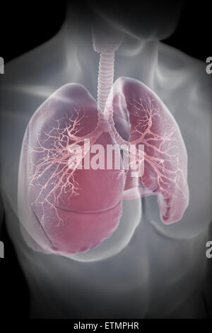 Illustrazione che mostra i polmoni entro il torace. Foto Stock