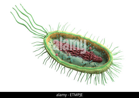 Sezione illustrazione di un batterio, che mostra la struttura interna. Foto Stock