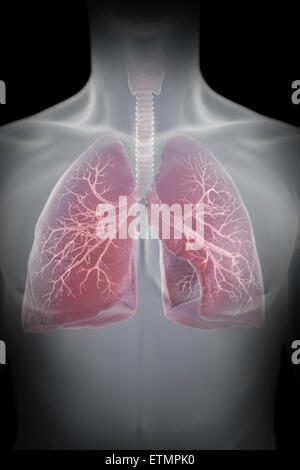 Illustrazione che mostra i polmoni entro il torace. Foto Stock