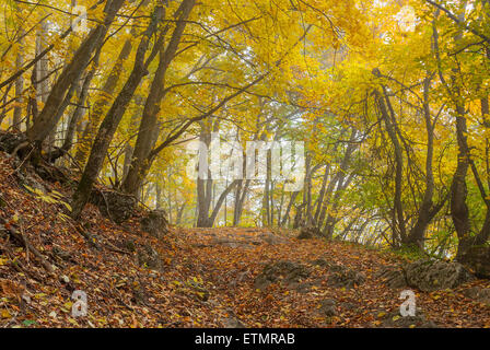 Luogo mistico nella nebbia autunnale forest Foto Stock