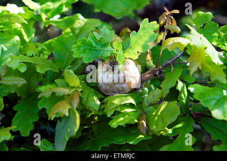 Balestra di mele di quercia Biorhiza pallida e foglie di quercia in crescita Un hedgerow in estate giugno a Carmarthensshire Galles UK KATHY DEWITT Foto Stock