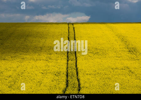 Percorsi attraverso un campo di colza, cernay-les-reims, Francia Foto Stock