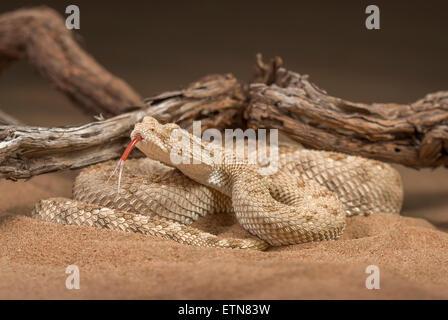 Deserto arabico vipera cornuta (Cerastes gasperettii), Sharjah Emirati arabi uniti Foto Stock