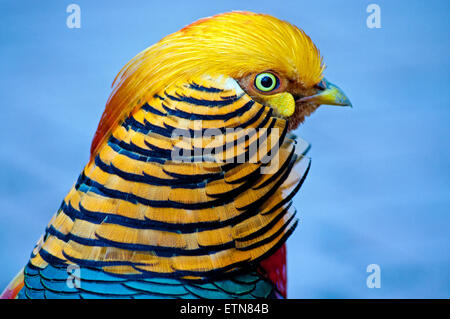 Ritratto di una Golden Pheasant bird, Sud Africa Foto Stock