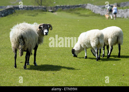 Due escursionisti con il loro cane a piedi passato Swaledale una pecora e due agnelli al pascolo, vicino Malham, North Yorkshire, Inghilterra Foto Stock