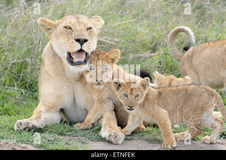 Lion cubs (Panthera leo) giocando con leonessa madre sulla savana Serengeti National Park, Tanzania. Foto Stock