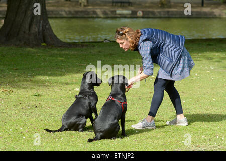 Donna formazione di due Labrador cuccioli di cane di sedersi in Bedford, Bedfordshire, Inghilterra Foto Stock