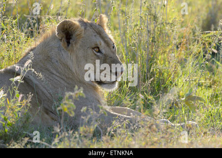 Giovane maschio Lion (Panthera leo) ritratto con retroilluminazione, Serengeti National Park, Tanzania. Foto Stock