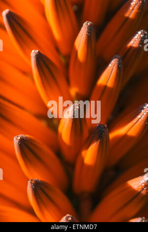 Aloe arborescens sulle colline di Adelaide, SA, Australia Foto Stock