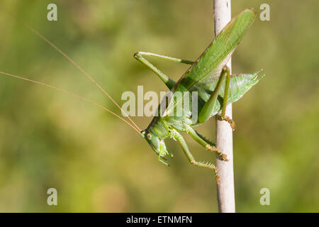 Grande macchia verde-cricket - Tettigonia viridissima. Maschio Foto Stock