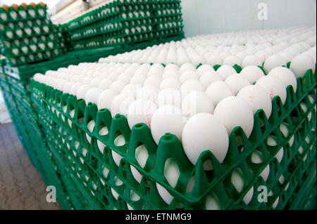 Le uova bianche nel verde di cassette in plastica pronti per essere trasportati da una fattoria di pollo Foto Stock