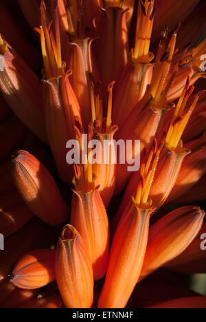 Aloe arborescens sulle colline di Adelaide, SA, Australia Foto Stock