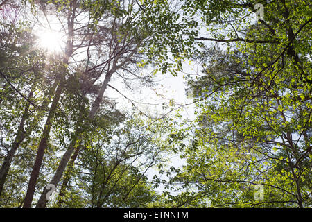 Luce del sole che filtra attraverso le verdi foglie, Fukushima Prefettura, Giappone Foto Stock