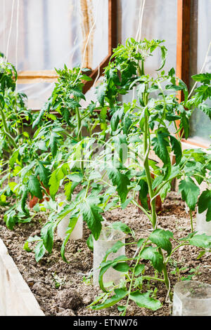 I germogli di pomodoro in piccola serra sul cortile Foto Stock