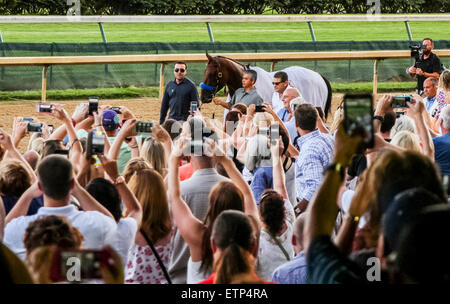 Louisville, KY, Stati Uniti d'America. Xiii Giugno, 2015. Giugno 13, 2015 Triple Crown vincitore American Pharoah è sfilavano tra le gare di Churchill Downs, dove ha vinto il Kentucky Derby di quest'anno. ©Maria M. Meeke/ESW/CSM/Alamy Live News Foto Stock