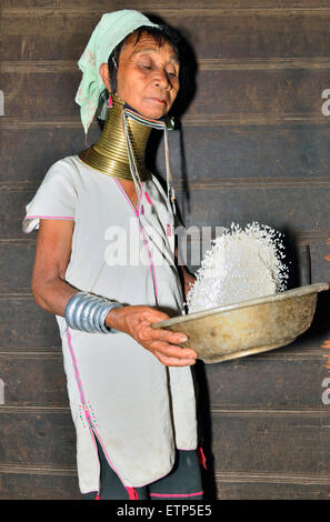 Studio di un lungo collo a giraffa o collo Padaung birmano donna gettando i chicchi di riso in una ciotola vicino al Lago Inle in Myanmar, Foto Stock