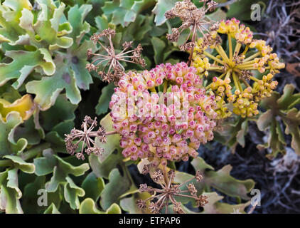 Astydamia latifolia (lechuga de mar, lattuga di mare, servilleta) fioritura in marzo a Costa del Silencio, Tenerife, Isole Canarie Foto Stock