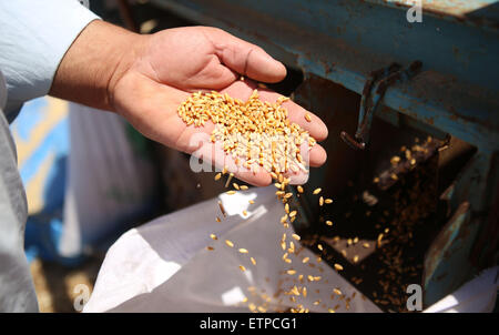 Sinjil, West Bank, Territorio palestinese. Il 15 giugno, 2015. Un agricoltore palestinese visualizza il grano durante la raccolta annuale in un campo della Cisgiordania villaggio di Sinjil, vicino a Ramallah, il 15 giugno 2015 Credit: Shadi Hatem APA/images/ZUMA filo/Alamy Live News Foto Stock