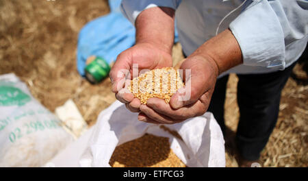 Sinjil, West Bank, Territorio palestinese. Il 15 giugno, 2015. Un agricoltore palestinese visualizza il grano durante la raccolta annuale in un campo della Cisgiordania villaggio di Sinjil, vicino a Ramallah, il 15 giugno 2015 Credit: Shadi Hatem APA/images/ZUMA filo/Alamy Live News Foto Stock