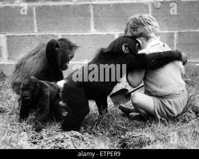 Bambini che giocano con le scimmie presso lo Zoo di Chester, 16 maggio 1960. Peter Bloom figlio di Reg Bloom, lo Zoo Amministrazione assistant, riceve un affettuoso abbraccio da Maria, un bambino scimpanzé, come un bambino e Orangutan lanosi scimmia guardano. Foto Stock
