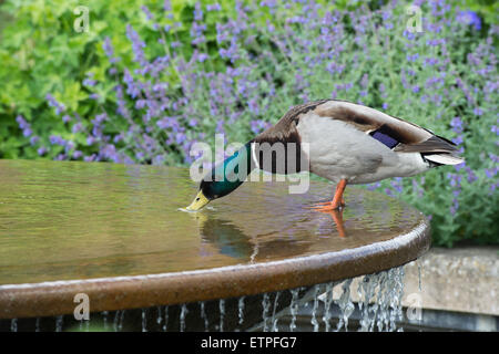 Maschio di Mallard duck bere da una funzione di acqua ad RHS Wisley Gardens. Inghilterra Foto Stock