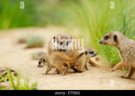 Meerkat, Suricata suricatta, animali adulti giovani animali Foto Stock