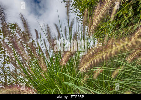 Pennisetum alopecuroides, Cinese Pennisetum Foto Stock