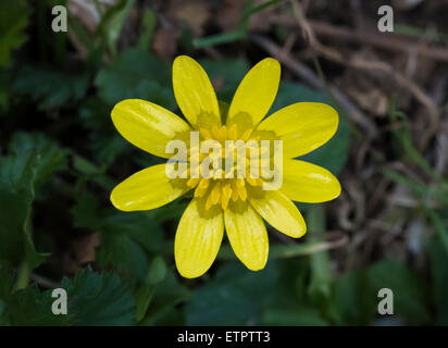 Close-up di lesser celandine (Ficaria verna) fiore in primavera Foto Stock