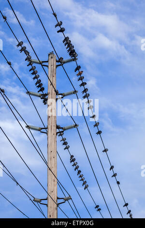 Gli uccelli sulle linee di alimentazione con un cielo blu sullo sfondo. Foto Stock