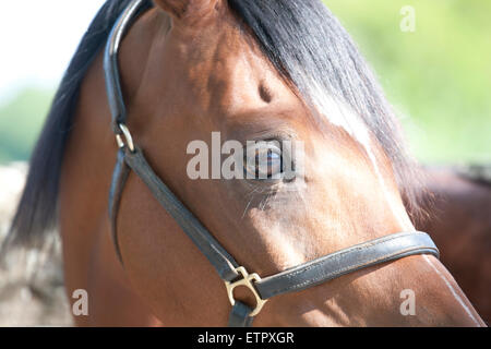 Una testa di cavalli, close up Foto Stock