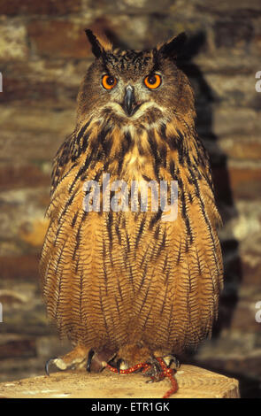 L'Europa, Belgio siberiano gufo reale (lat. Bubo bubo sibiricus), Europa, Belgien, Sibirischer Uhu (lat. Bubo bubo sibiricus). Foto Stock