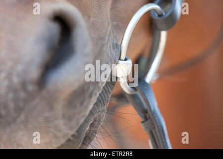 Una bocca di cavalli e bit Foto Stock