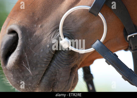 Una bocca di cavalli con un anello allentato, primo piano Foto Stock