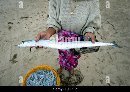 Donna birmano tenendo premuto a lungo il pesce di argento al di sopra di una benna di calamaretti Ngapali beach Myanmar Foto Stock