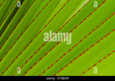 Sharp spinoso bordi rosso sul verde brillante aloe lasciare Foto Stock