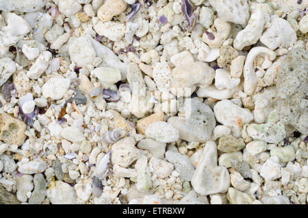 Sfondo astratto, pezzi di gusci sabbia Foto Stock