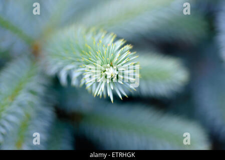 Alberi e piante: la punta del fir il ramo di un albero di close-up shot, il fuoco selettivo, intenzionale offuscamento artistico Foto Stock