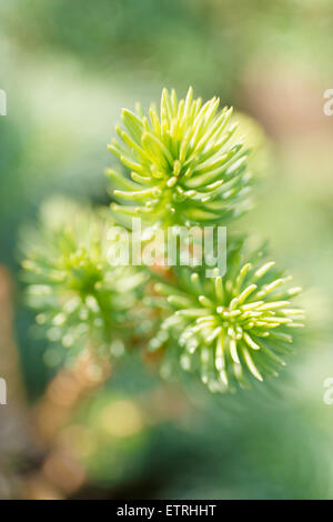 Alberi e piante: la punta del fir il ramo di un albero di close-up shot, il fuoco selettivo, intenzionale offuscamento artistico Foto Stock