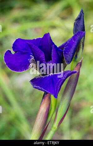 Fiore di dispiegamento della precoce fioritura estiva, Iris sibirica 'Silver Edge" Foto Stock