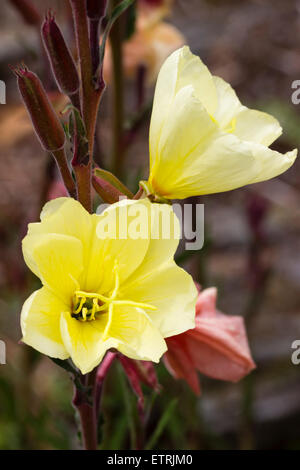 Fiori di Limone del corto visse perenne di enagra, Oenothera stricta 'Sulphurea' Foto Stock
