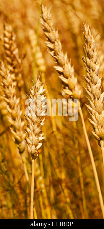 cereali Foto Stock