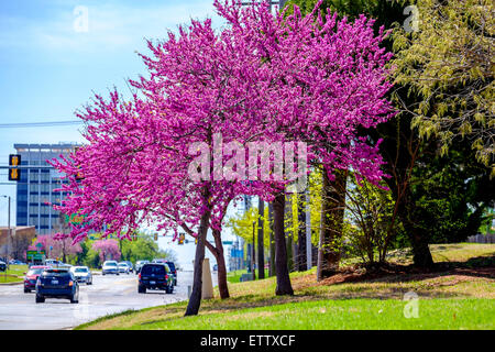 Eastern redbud alberi, Cercis canadensis, in primavera fiorisce in Oklahoma City, Oklahoma, Stati Uniti d'America. Foto Stock