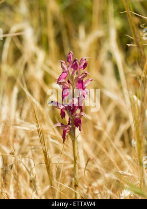 Santo Orchid su Lesbo Foto Stock