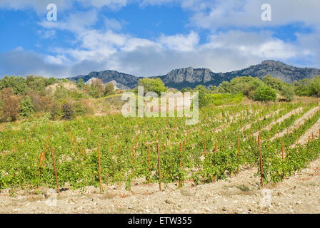 Vigneto in montagna, Crimea, Ucraina. Foto Stock