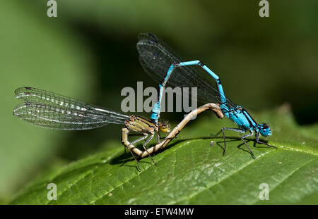 Una coniugata coppia di comune damselflies blu su una foglia verde Foto Stock